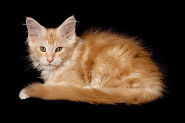Belos gatinhos — Fotografia de Stock