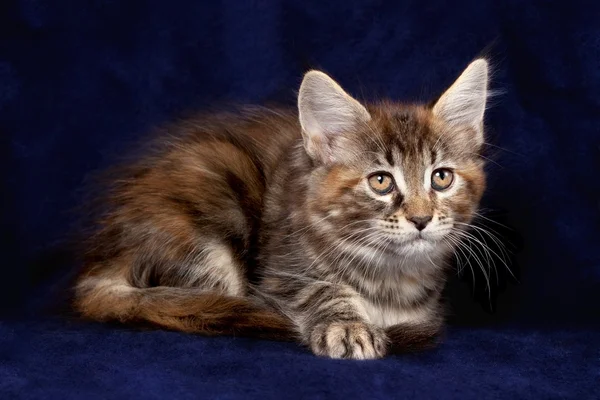 Güzel küçük kedi yavrusu — Stok fotoğraf