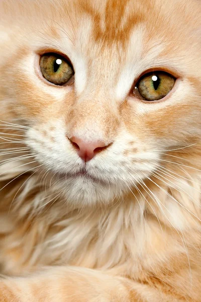 Evcil hayvan kedi — Stok fotoğraf