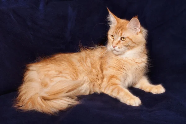 Красивая кошка — стоковое фото