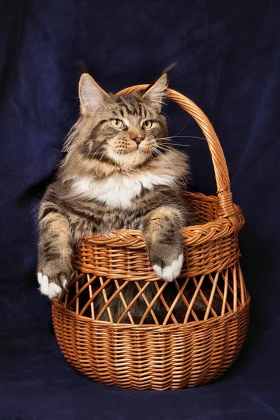 Piękny kot — Zdjęcie stockowe