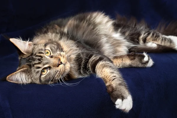 Kucing cantik — Stok Foto