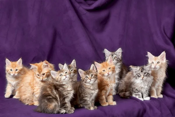 Beautiful little kittens — Stock Photo, Image