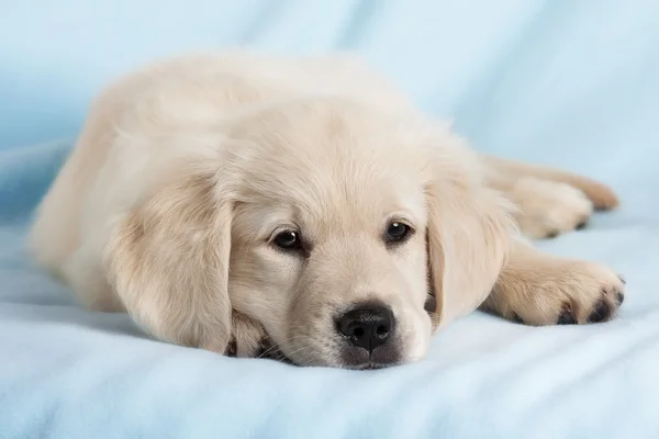 Πορτραίτο σκύλου - golden retriever — Φωτογραφία Αρχείου