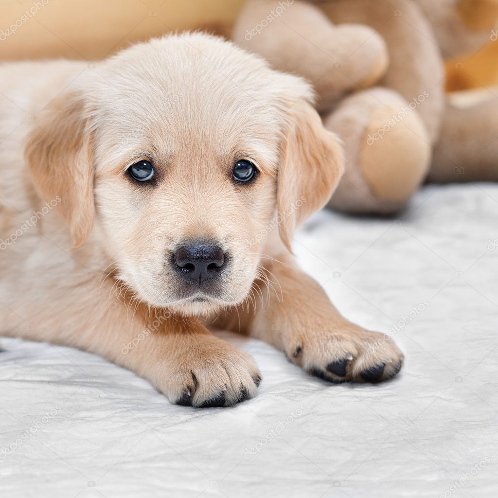 small golden lab