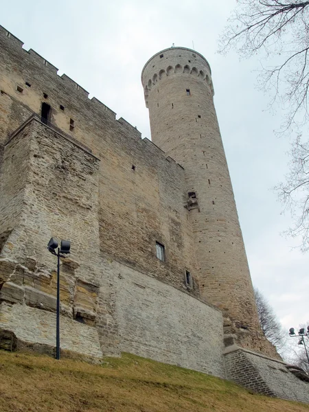 Medeltida tornet lång herman av gamla tallin — Stockfoto