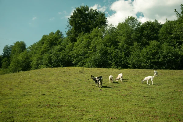 Ona kozy na pastwisku — Zdjęcie stockowe