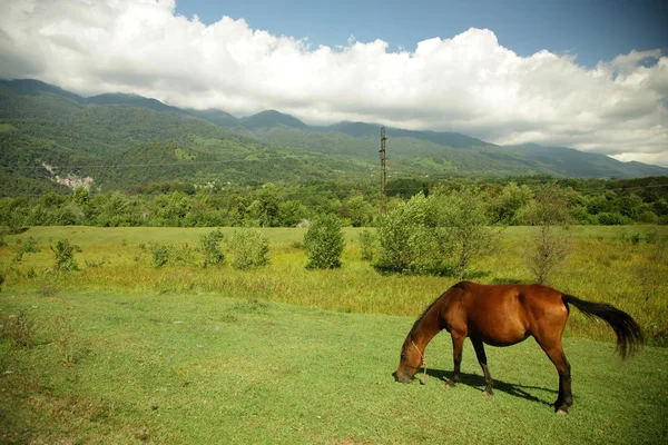 Cavalo no pasto — Fotografia de Stock