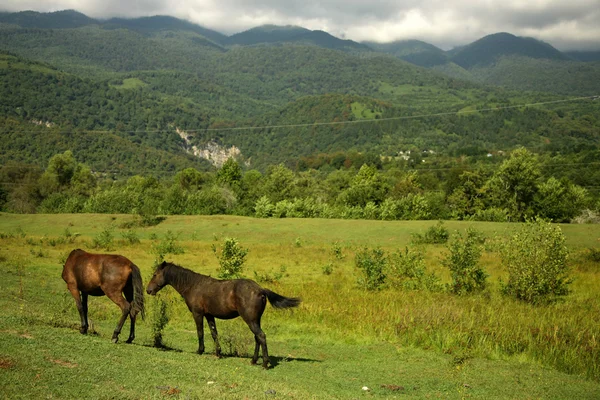 Cavalos no pasto — Fotografia de Stock