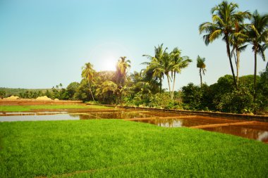 Landscape with flooded rice fields clipart