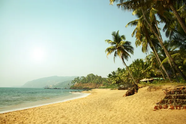 Indický oceán a kokosové palmy — Stock fotografie
