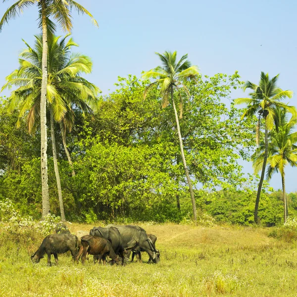 Manada de búfalos asiáticos — Fotografia de Stock