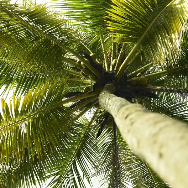Palme mit Kokosnüssen — Stockfoto