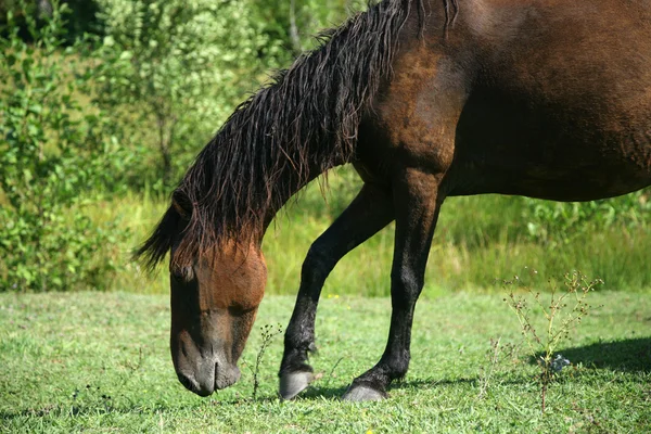Cavalo no pasto — Fotografia de Stock