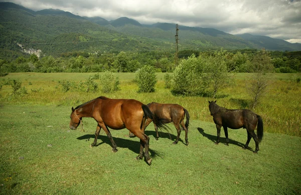 Cavalli al pascolo — Foto Stock