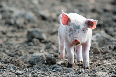 Cute baby pig clipart