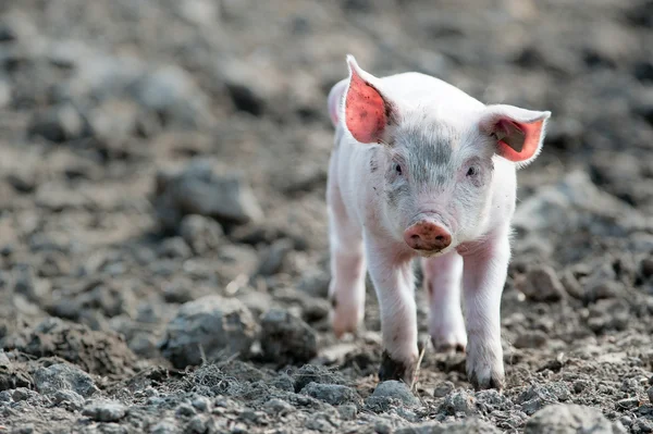 Lindo bebé cerdo — Foto de Stock