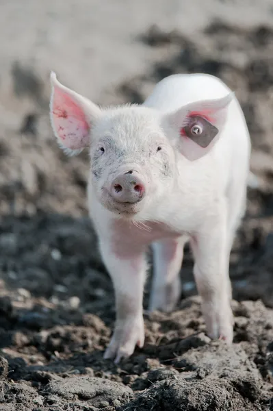 Heureux cochon — Photo