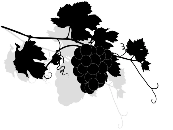 Brindille de vigne — Image vectorielle