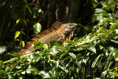 iguana kertenkele