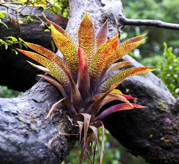 stock image Bromelia