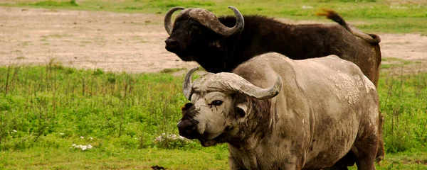 stock image African buffalo