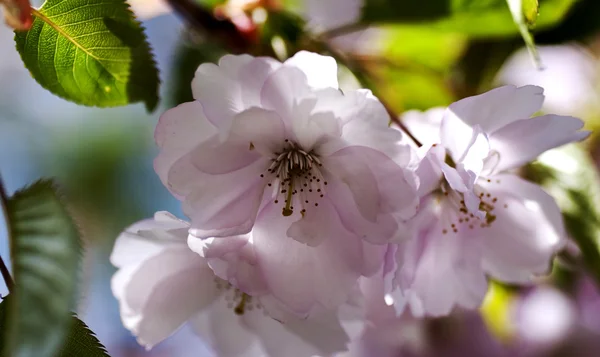 Cherry tree flower — Stock Photo, Image