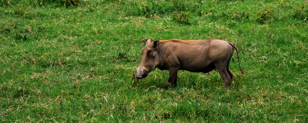 Stock image Warthog