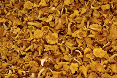 Sarı Cantharellus cibarius