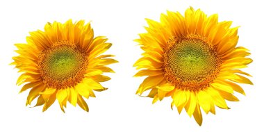 Two sunflower clipart