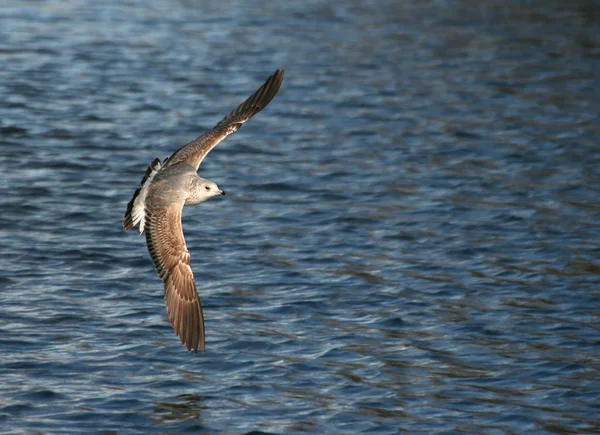 stock image Bird in flight over the water