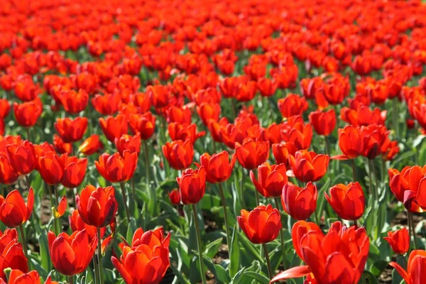 Un campo de hermoso tulipán rojo — Foto de Stock