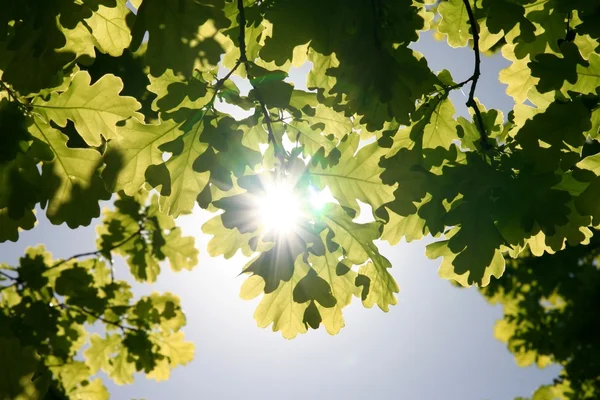 stock image Green leaves with sun ray