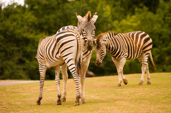 3 zebras — Stock Photo, Image