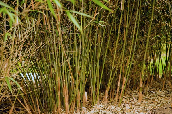 stock image Bamboo grass