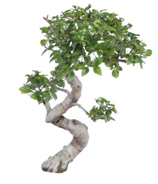 Bonsai