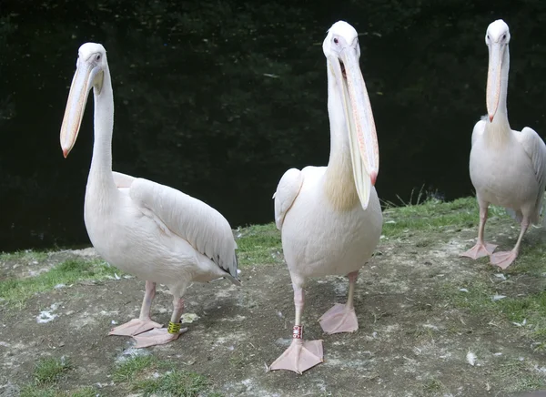 Pelican rosa — Foto Stock