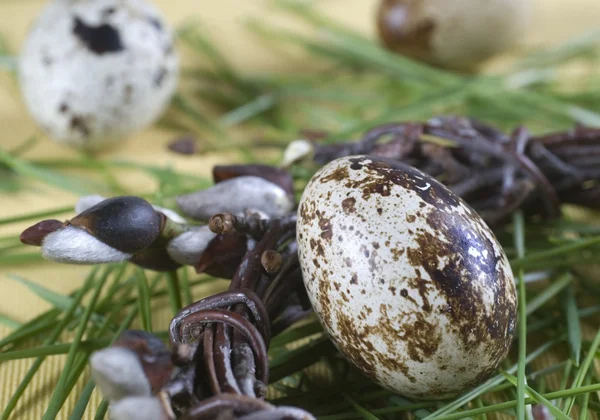 부활절 메 추 라 기 달걀 — 스톡 사진