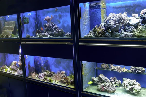 Є акваріум — стокове фото