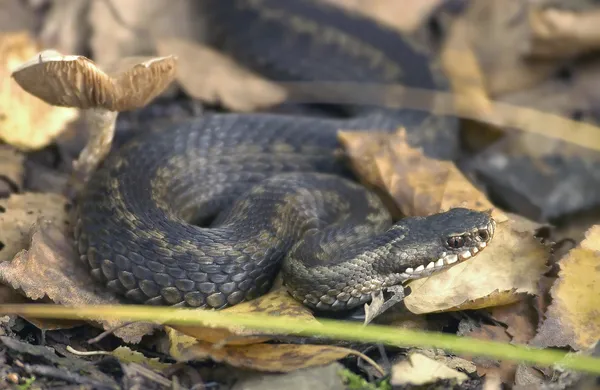 Змея гадюка обыкновенная живёт — стоковое фото