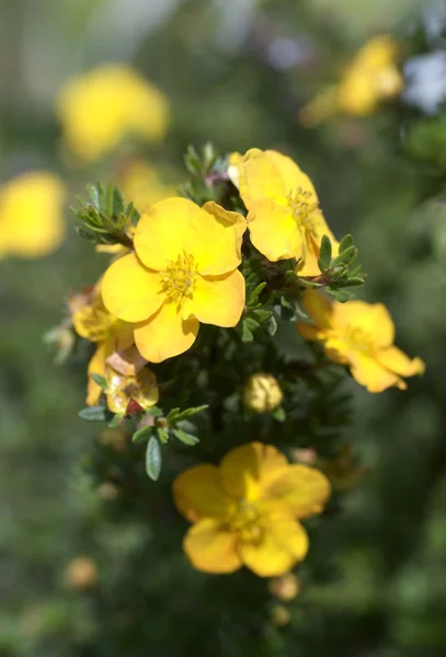 stock image Bush cinquefoil