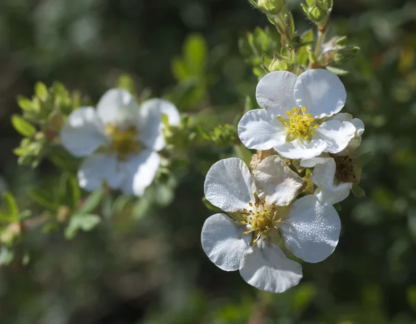 stock image Bush cinquefoil