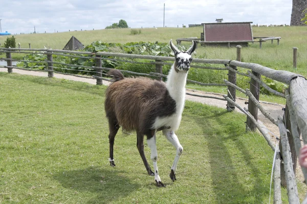 stock image Lama