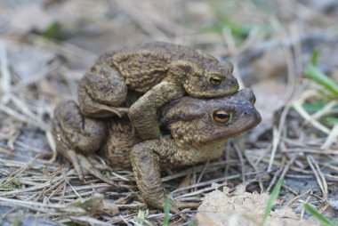 Kurbağa (bufo, bufo)