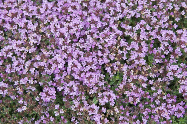 stock image Flowering thyme