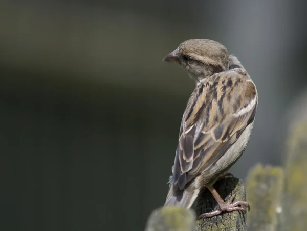 Pet sparrow Stock Image