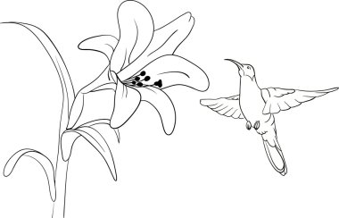 Hummingbird clipart