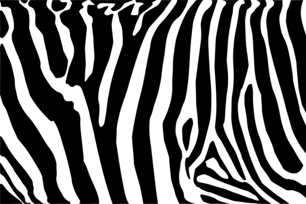 Zebra. — Vetor de Stock