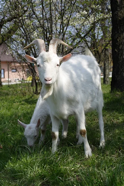 stock image Goat