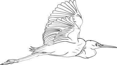 Great egret clipart